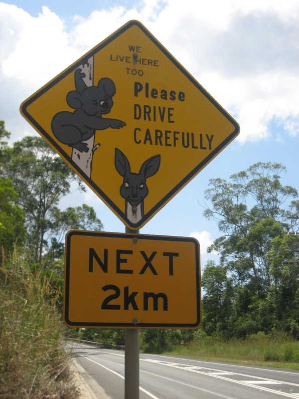 Koala Bär Straßenschild